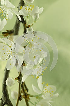 White cherry blossom macro