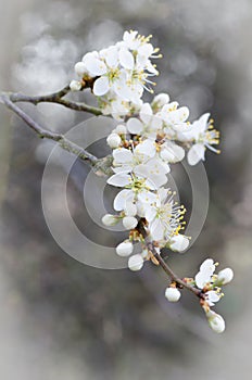 White cherry blossom macro