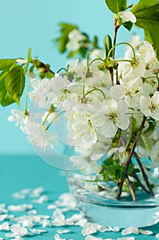 White cherry blossom sakura flowers twigs in glass vase on blue paper background. Copy space. Selective focus