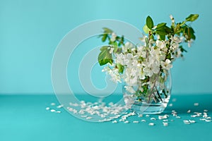 White cherry blossom sakura flowers twigs in glass vase on blue paper background. Copy space. Selective focus