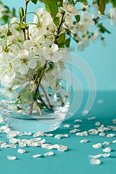 White cherry blossom sakura flowers twigs in glass vase on blue paper background. Copy space. Selective focus