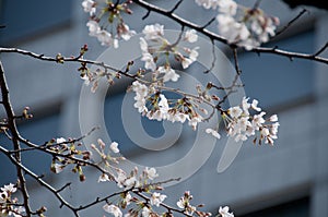 White Cherry blossom sakura tree in Tokyo city