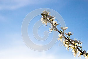 White cherry blossom on a sky background