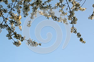 White cherry blossom sky copy space