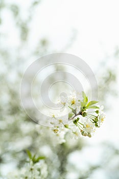 White cherry blossom in spring for background or copy space for text strong blur and shallow dept of field