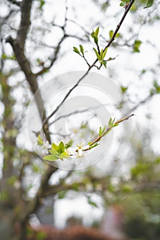 White cherry blossom in spring for background or copy space for text strong blur and shallow dept of field