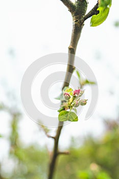 White cherry blossom in spring for background or copy space for text strong blur and shallow dept of field