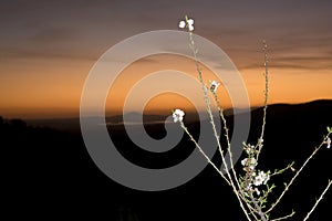 White cherry blossom at sunset with orange sky in the background horizontal