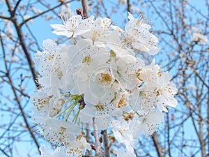 White cherry blossom. Sweet cherry flowers