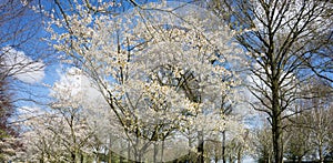 white cherry blossom tree against a blue sky in Lisse, Netherlands, Europe