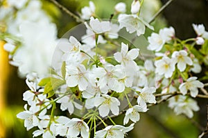 White Cherry blossom Tree in April