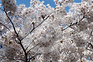 White Cherry Blossom tree in bloom