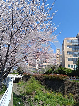 white cherry blossom tree blue sky