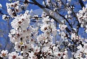 White Cherry Blossom Tree on a sunny day