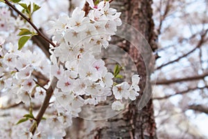 White Cherry Blossom Trees in full bloom