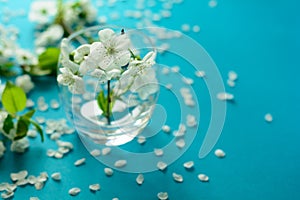 White cherry blossom twigs in glass vase on blue paper background. Copy space. Selective focus