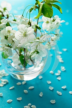 White cherry blossom twigs in glass vase on blue paper background. Copy space. Selective focus