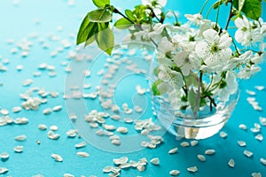 White cherry blossom twigs in glass vase on blue paper background. Copy space. Selective focus