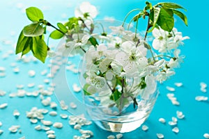 White cherry blossom twigs in glass vase on blue paper background. Copy space. Selective focus