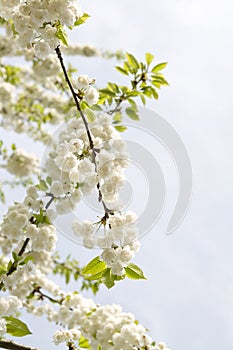 White cherry blossoms