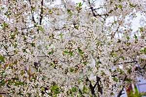 White Cherry Blossoms