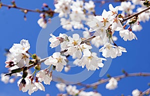 White Cherry Blossoms