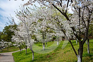 White cherry blossoms