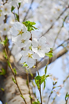 White cherry blossoms