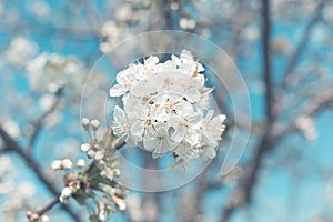 White cherry blossoms