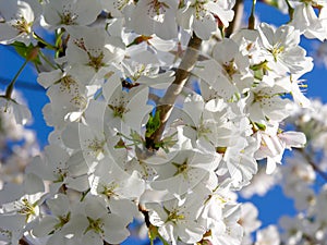 White Cherry Blossoms