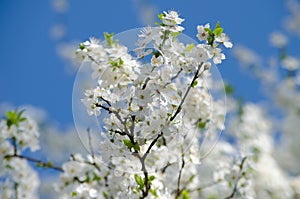 White cherry blossoms