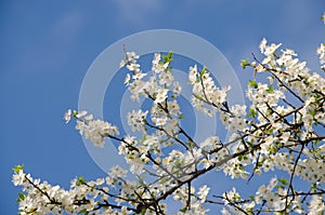 White cherry blossoms