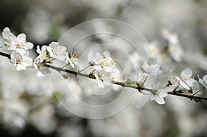 White cherry blossoms