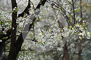 White cherry blossoms