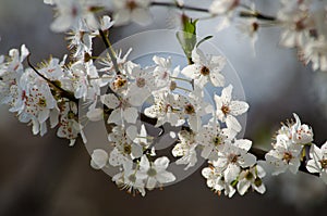 White cherry blossoms