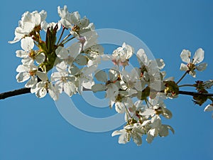 White cherry blossoms