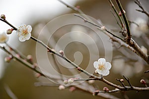 White cherry blossoms