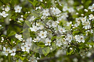 White cherry blossoms