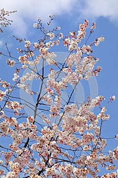 White cherry blossoms against a bright blue sky