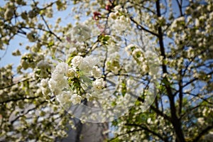 White cherry blossoms blooming with blue sky