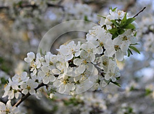 white cherry blossoms on a blue sky background, cherry branches, beautiful natural background, spring