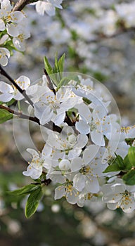 white cherry blossoms on a blue sky background, cherry branches, beautiful natural background, spring