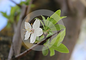 white cherry blossoms on a blue sky background, cherry branches, beautiful natural background, spring