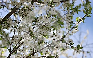 white cherry blossoms on a blue sky background, cherry branches, beautiful natural background, spring