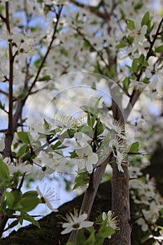 white cherry blossoms on a blue sky background, cherry branches, beautiful natural background, spring