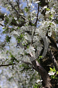 white cherry blossoms on a blue sky background, cherry branches, beautiful natural background, spring