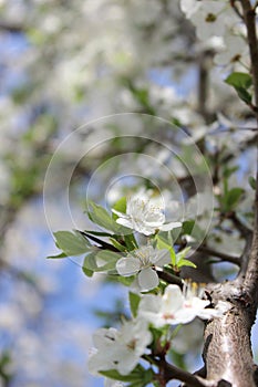 white cherry blossoms on a blue sky background, cherry branches, beautiful natural background, spring