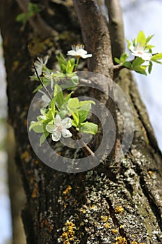 white cherry blossoms on a blue sky background, cherry branches, beautiful natural background, spring