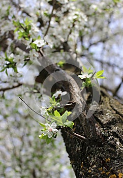 white cherry blossoms on a blue sky background, cherry branches, beautiful natural background, spring