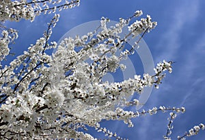 white cherry blossoms on a blue sky background, cherry branches, beautiful natural background, spring